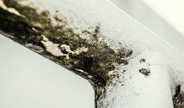 Mould - Does Mould Go Away On Its Own?